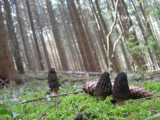 Le prime specie primaverili